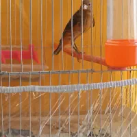 قناری ماده دارچینی اماده امده