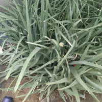 آلوورا ریشه لخت