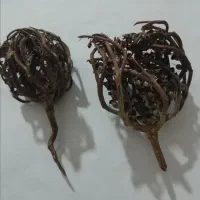 درختچه سیاه