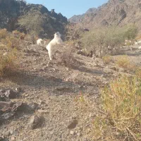 حیوانات|حیوانات مزرعه|اسفندقه, |دیوار