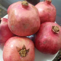 فروش انار رباب