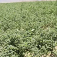 بذر نخود پاییزه رقم گوکسو|حراج|ایوان, |دیوار