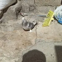 گوگ ماده|پرنده|بهبهان, |دیوار