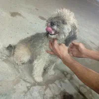 سک پاکوتاه|سگ|آستانه اشرفیه, |دیوار