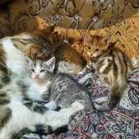 واگذاری گربه