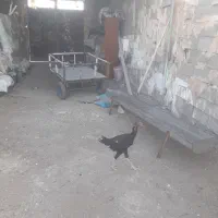 گاری برا پشت موتور هندا