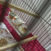 فنچ|پرنده|بندرعباس, |دیوار