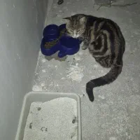 واگذاری گربه