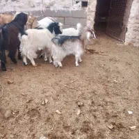 بزغاله چاق فروشی