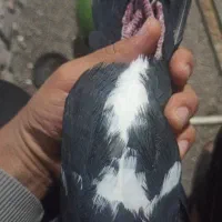 سیاه پلنگ ریش کنده|پرنده|کرمان, |دیوار