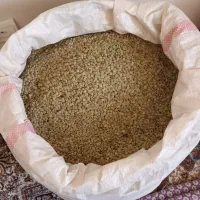 عدس ارگانیک