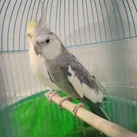 جفت عروس هلندی