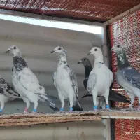 کبوتر ضمانتی