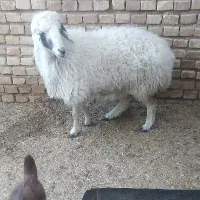 بره ماده جوان