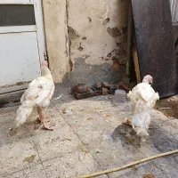 بوقلمون بیوتی