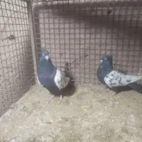 یک جفت سینه سیاه  یه نر سینه سیاه یه نر بدرنگ پلنگ