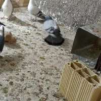 کفتر رنگه آلمانی جفتگاع پرشی کبوتر