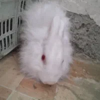 خرگوش لوپی|موش و خرگوش|ایرانشهر, |دیوار