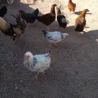 خروس بچه|حیوانات مزرعه|اسفرورین, |دیوار