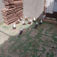 کبوتر کربلایی