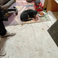 ی دونه سگ مادر با دوتا توله 40روزه،