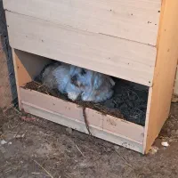 پاکوتاه.|سگ|اردبیل, |دیوار