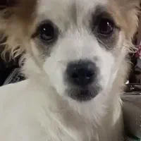 جفت گیری سگ