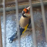 سهره ۲سال ونیم