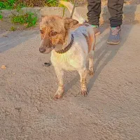 سگ جک راسل تریر|سگ|اصفهان, منتظرالمهدی|دیوار