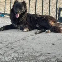 سگ نر نگهبان قدرجونی