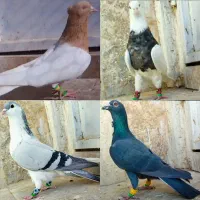 4 نر کله سرخ زرد آلمانی فری طوقی چپ سیاه ساده