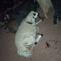 بره و بزغاله فروشی