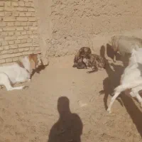 گوشت گوسفند قوچ