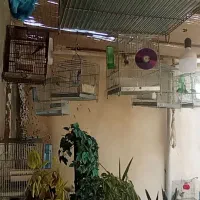 جوجه سهره نر تضمینی هم دورگ هم رسمی