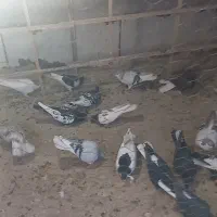 ۱۵عدد کبوتر رنگی پرشی