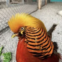 تخم نطفه دار مرغ زینتی و طاووس