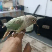 گرینچیک|پرنده|تربت جام, شهرک آزادگان|دیوار