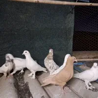 حندقی/سرور/زردی/کل دم سیاه پرشی