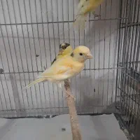 قناری|پرنده|قم, نیروگاه|دیوار