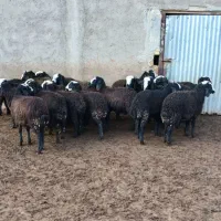 بره نروماده