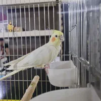 عروس هلندی  با قفس