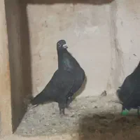 زاغ دم سفید پولکی المانی