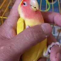 دو تا کوتوله برزیلی آواز خوان|پرنده|اسکو, |دیوار