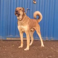 سگ سرابی سراب پژدر عراقی نگهبان