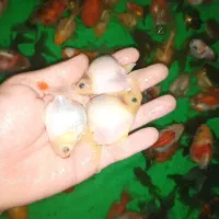 کله شیری|ماهی|تبریز, |دیوار