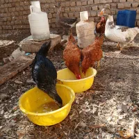 مرغ‌و‌غاز|حیوانات مزرعه|ساوه, |دیوار