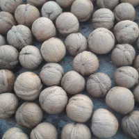 گردو درجه یک کهمان