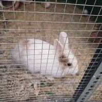 خرگوش|موش و خرگوش|تهران, خانی آباد نو شمالی|دیوار