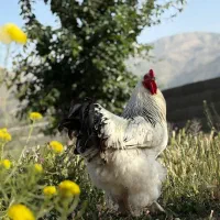 تخم نطفهدار لایت برهما اصیل مرغ جوجه خروس|حیوانات مزرعه|تهران, حافظیه|دیوار