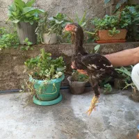 جوجه لاری اوشامو